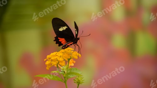 Preview: Butterfly
