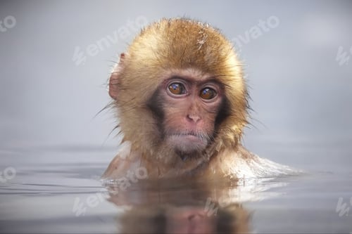 Preview: Close-up of a brown-haired snow monkey taking a bath in the snow in Jigokudani Monkey Park, Japan