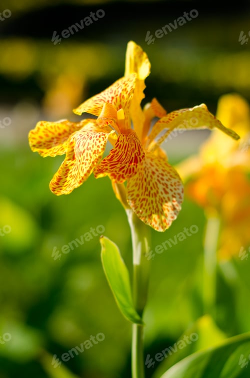 Preview: Fresh bright yellow orchid