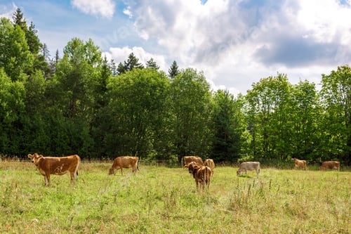 Vorschau: Braune Kühe weiden am Sommertag auf der grünen Wiese in der Nähe des Waldes, Nahaufnahme