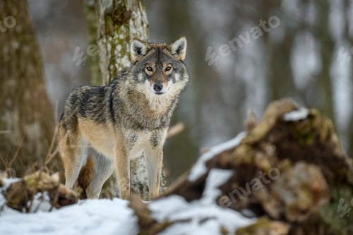 Preview: Gray wolf in the winter forest. Wolf in the nature habitat