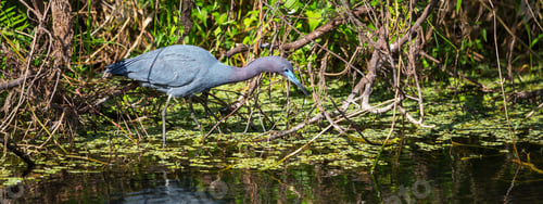 Preview: Blue heron