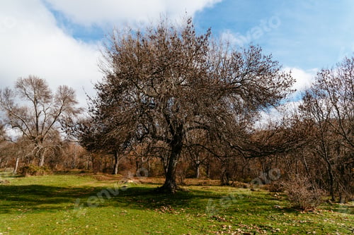 Preview: Beautiful cloudy morning in autumnal park with chestnut trees, oaks and beech trees
