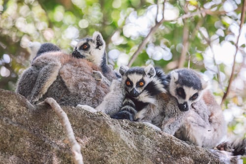 Preview: Madagascar