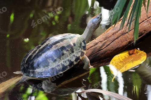 Preview: The painted terrapin (Batagur borneoensis) ) on lake on nature background, close up