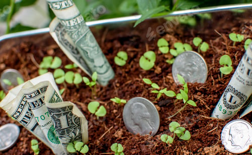 Preview: Conceptual money, growth, savings and investment dollar bills growing with seedlings and cash