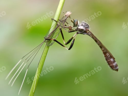 Preview: Robberfly