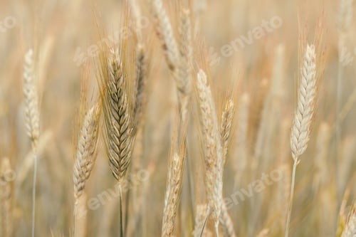 Preview: Rural scenery of dry ripe rye spicas of meadow field in sunny summer.