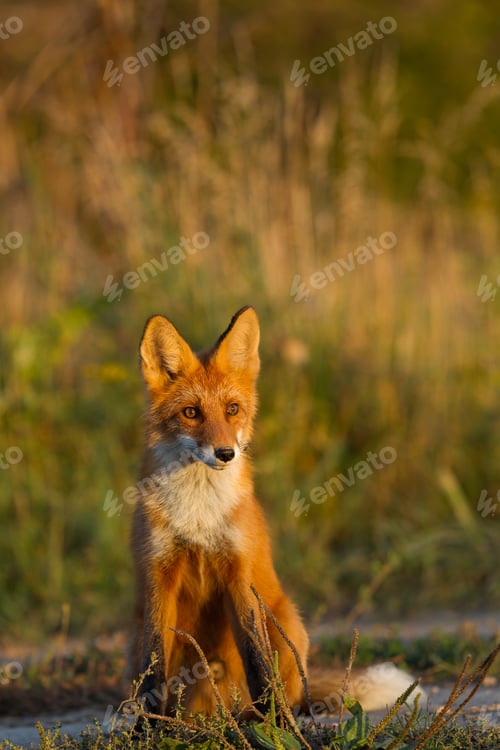 Preview: Cute young fox cub on the grass background. One. Evening light. Wild nature. Animals.