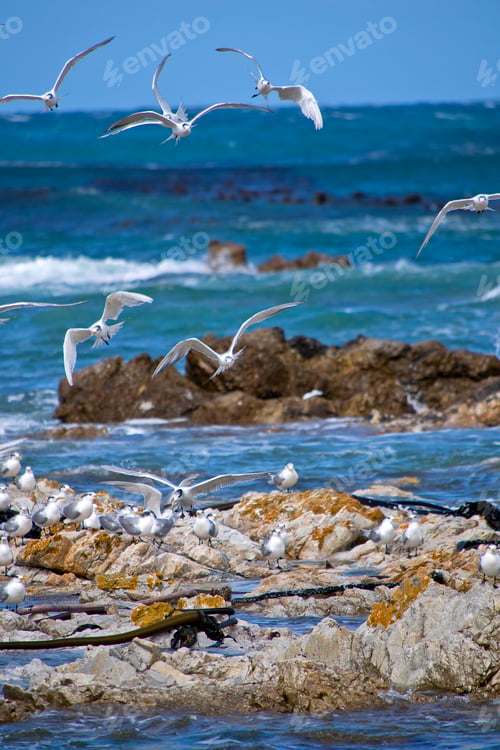 Preview: Greater Crested Tern, Walker Bay Nature Reserve, South Africa