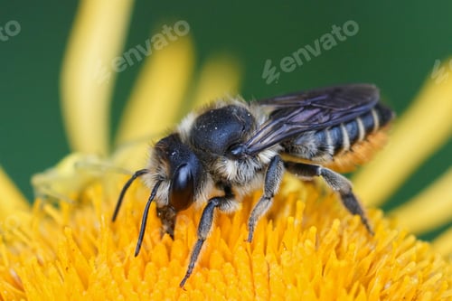 Preview: Closeup of a female leafcutter bee, Megachile, in the garden