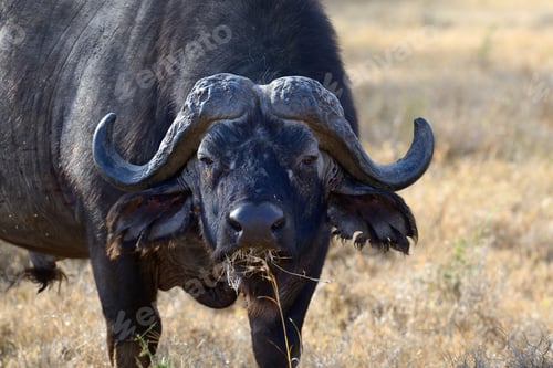 Preview: Wild African buffalo bull
