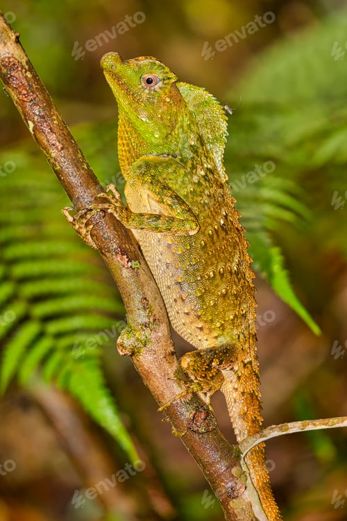 Preview: Hump-nosed Lizard, Sinharaja National Park Rain Forest, Sri Lanka