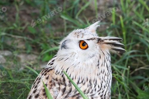 Preview: Siberian eagle owl resting in the meadow