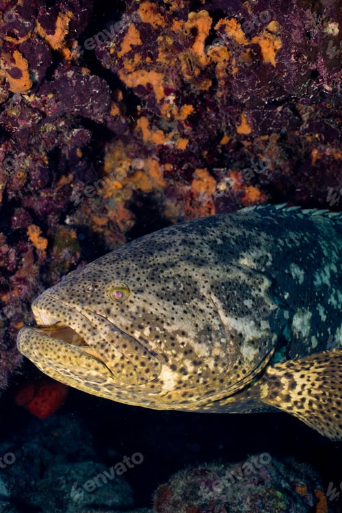 Preview: Goliath grouper.