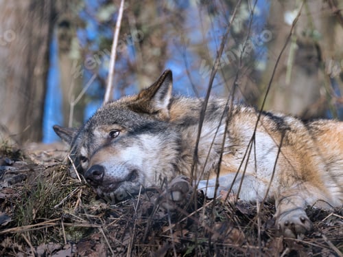 Preview: Gray wolf resting on the forest floor with alert eyes in a natural woodland environment