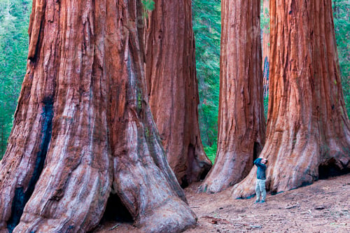 Preview: Sequoia trees in Yosemite National Park. A person standing at the base, looking upwards.