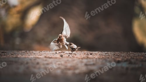 Preview: Closeup of two sparrows fighting on the ground