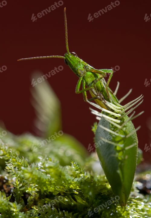 Preview: Venus Fly Trap Plant and Grasshopper Catch