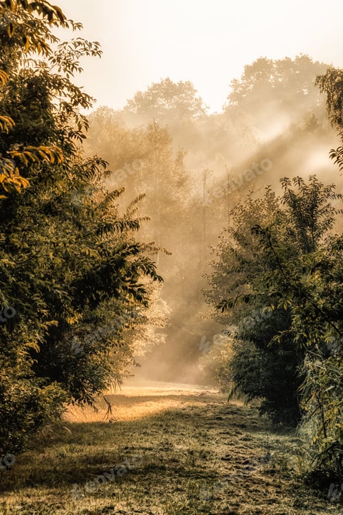 Preview: Dramatic and a moody shot of a misty forest during sunrise