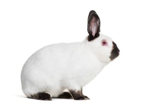 Preview: Russian rabbit sitting against white background