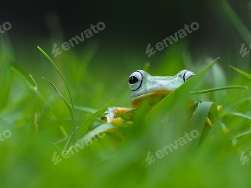 Preview: flying frog on grass