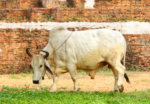 White Bull Standing Near a Brick Wall