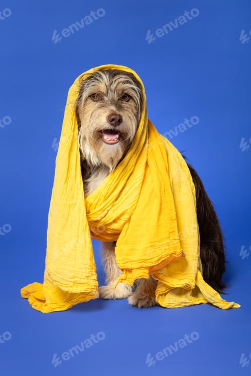 Preview: Furry puppy with a scarf on his head on a blue background.