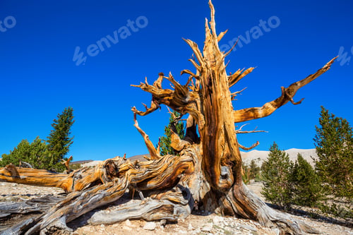 Preview: Ancient tree
