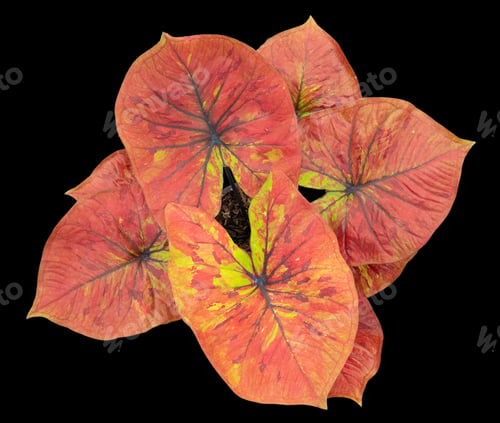 Preview: Beautiful colorful caladium on Black background isolate with clipping path. Queen