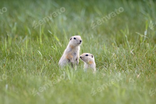 Preview: Prairie Dogs in the Green Grass