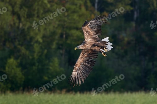Preview: White-tailed eagle (Haliaeetus albicilla)