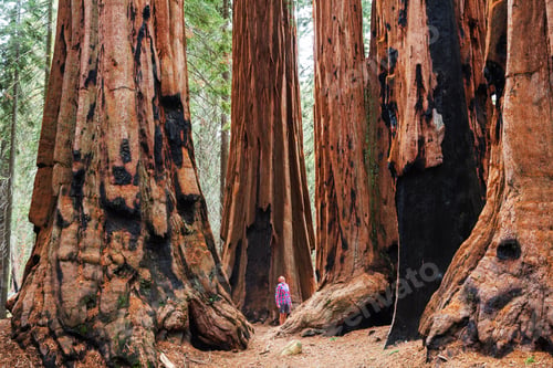 Preview: Sequoia