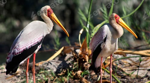 Preview: Yellow Billed Stork, Chobe National Park, Botswana