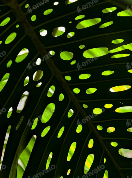 Preview: Detail of perforated leaf of Monstera deliciosa