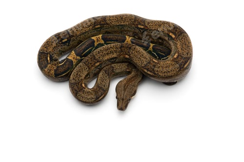 Preview: Red Tail Boa isolated on white background