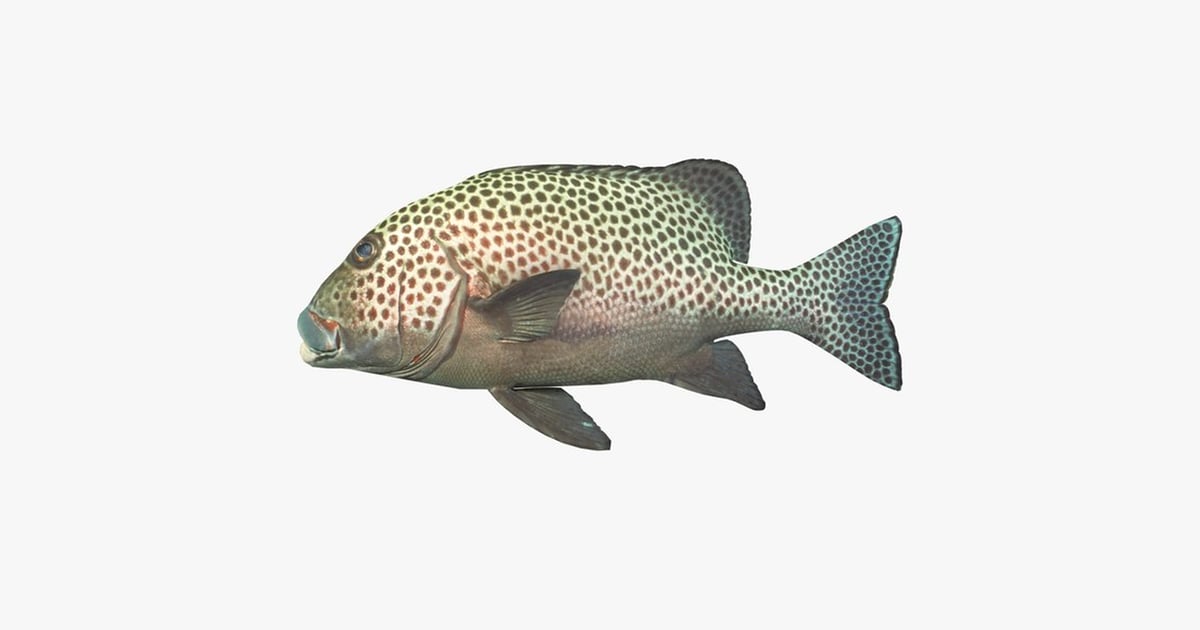 Fish with speckled scalation in lateral view 3D, Incl. eyes & fish - Envato