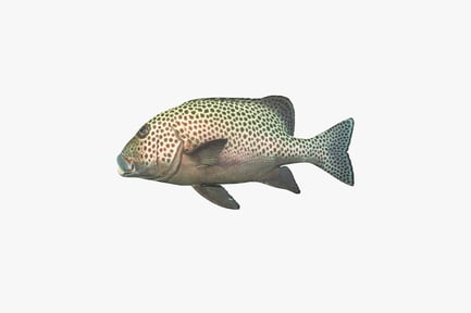 Preview: Fish with speckled scalation in lateral view
