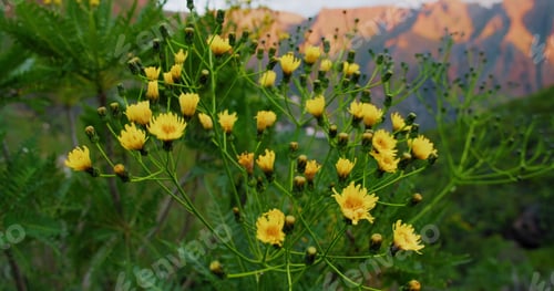 Preview: Spring yellow flowers in the meadow. Wild plant sways in the wind in the mountains. Masca gorge
