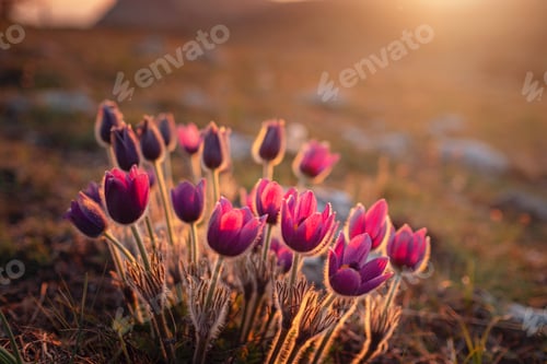 Preview: wild crocus flavus flower growing at sunset outdoors