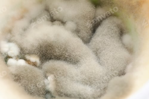 Preview: Mold, fungus on food close-up, dangerous to health.
