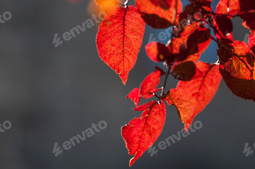 Preview: Red autumn leaves against grey plain wall as copy scape