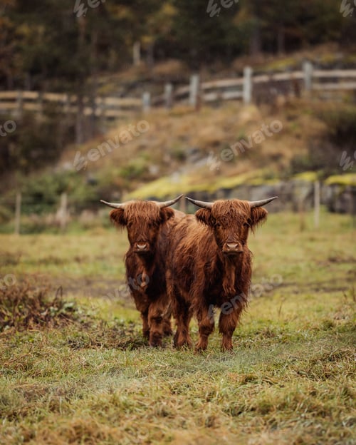 Preview: Scottish Highland cattle in a field with a fence and trees in the background. Drangedal, Norway