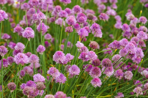 Preview: Blooming Chive, Allium Schoenoprasum In Summer Garden, Close Up View Of Vibrant Purple Flower Macro