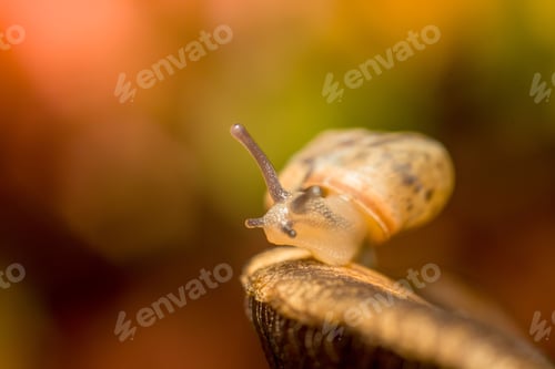 Preview: a close up of a snail's head as it climbs over a wooden structure