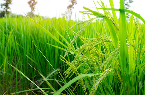 Preview: Selective focus on ear of rice. Green paddy field. Rice plantation. Organic rice farm in Asia.