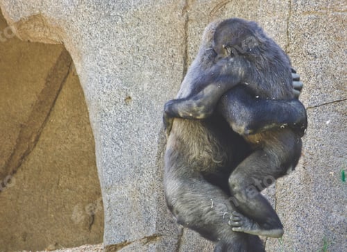 Preview: Was at the San Diego Safari Park (if you haven't been