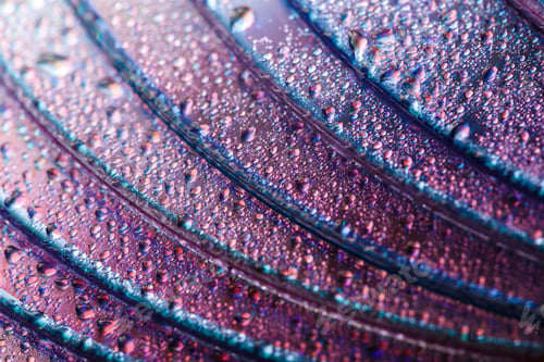 Preview: Colorful, Rainbow, Abstract Background. Water Drops. Condensate. Texture Of Glass. Parallel Lines