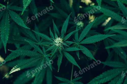 Preview: Group organic cannabis leaves on a dark background. Texture of Marijuana leaves of a plant.