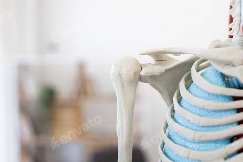 Preview: Close-up of shoulder and rib cage model for anatomy study